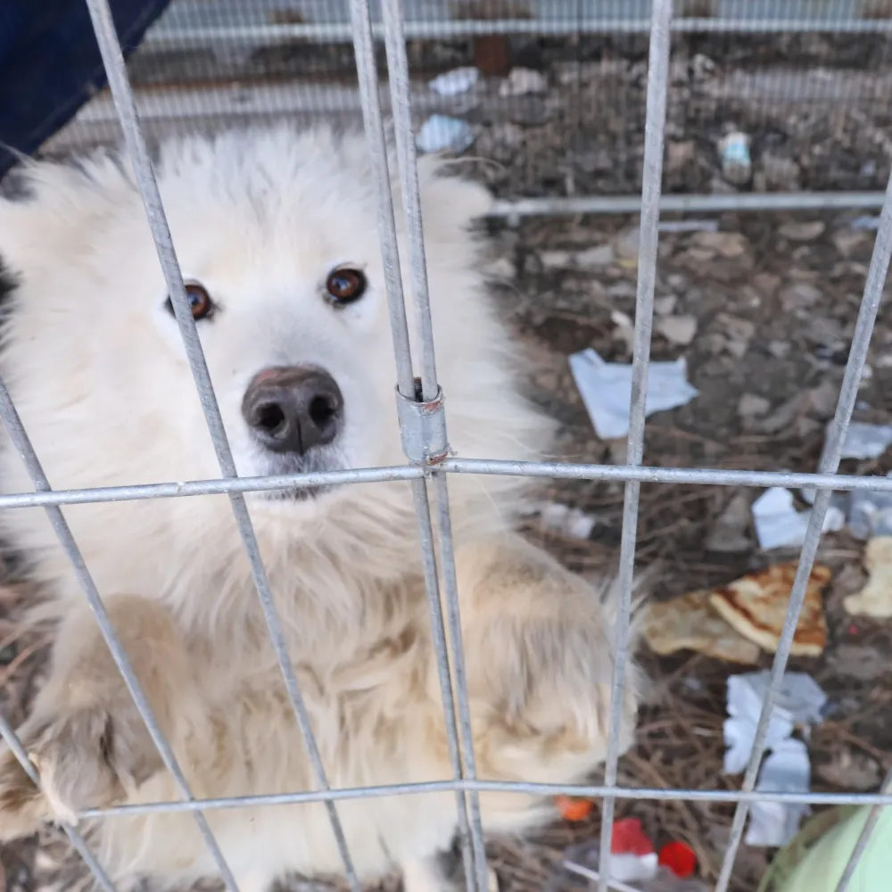 Multiple Sizes Outdoor Dog Cages-Anping County Honglin Wire Mesh Co., Ltd.|Durable, Customizable, Safe