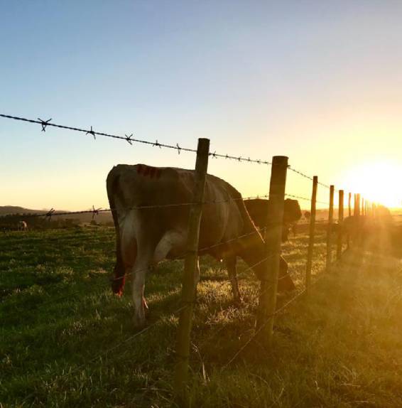 electro galvanized nails