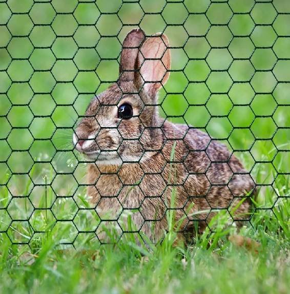 electro galvanized nails